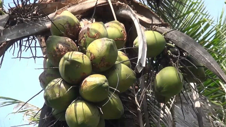 Wabah Ulat Bulu Hancurkan Perkebunan Kelapa di Songkhla Thailand